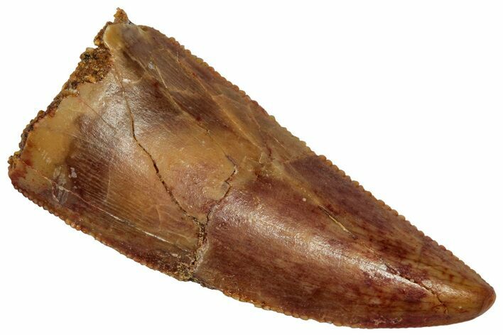 Serrated Raptor Tooth - Real Dinosaur Tooth #332280